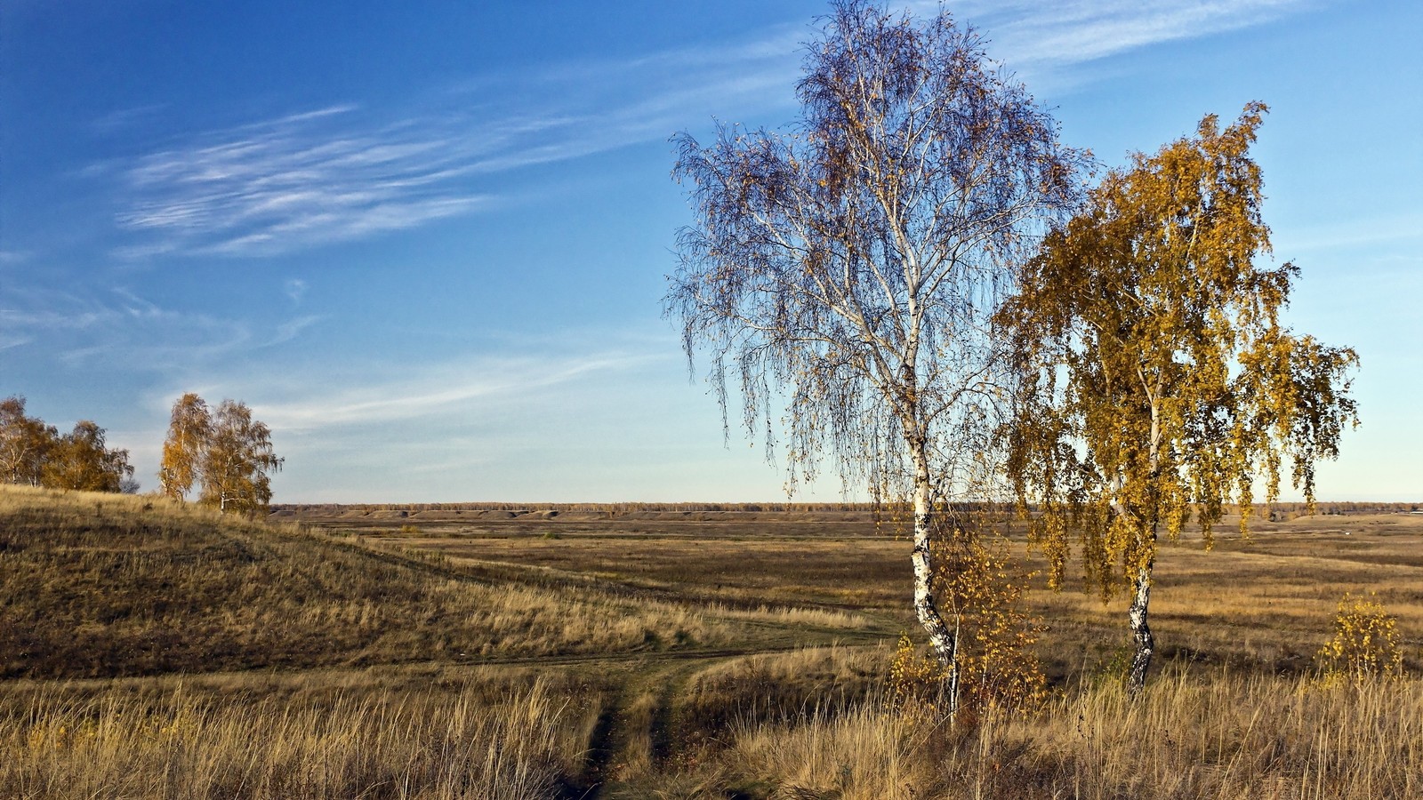 A view of a field with a few trees and a blue sky (nature, birch, tree, grassland, field)