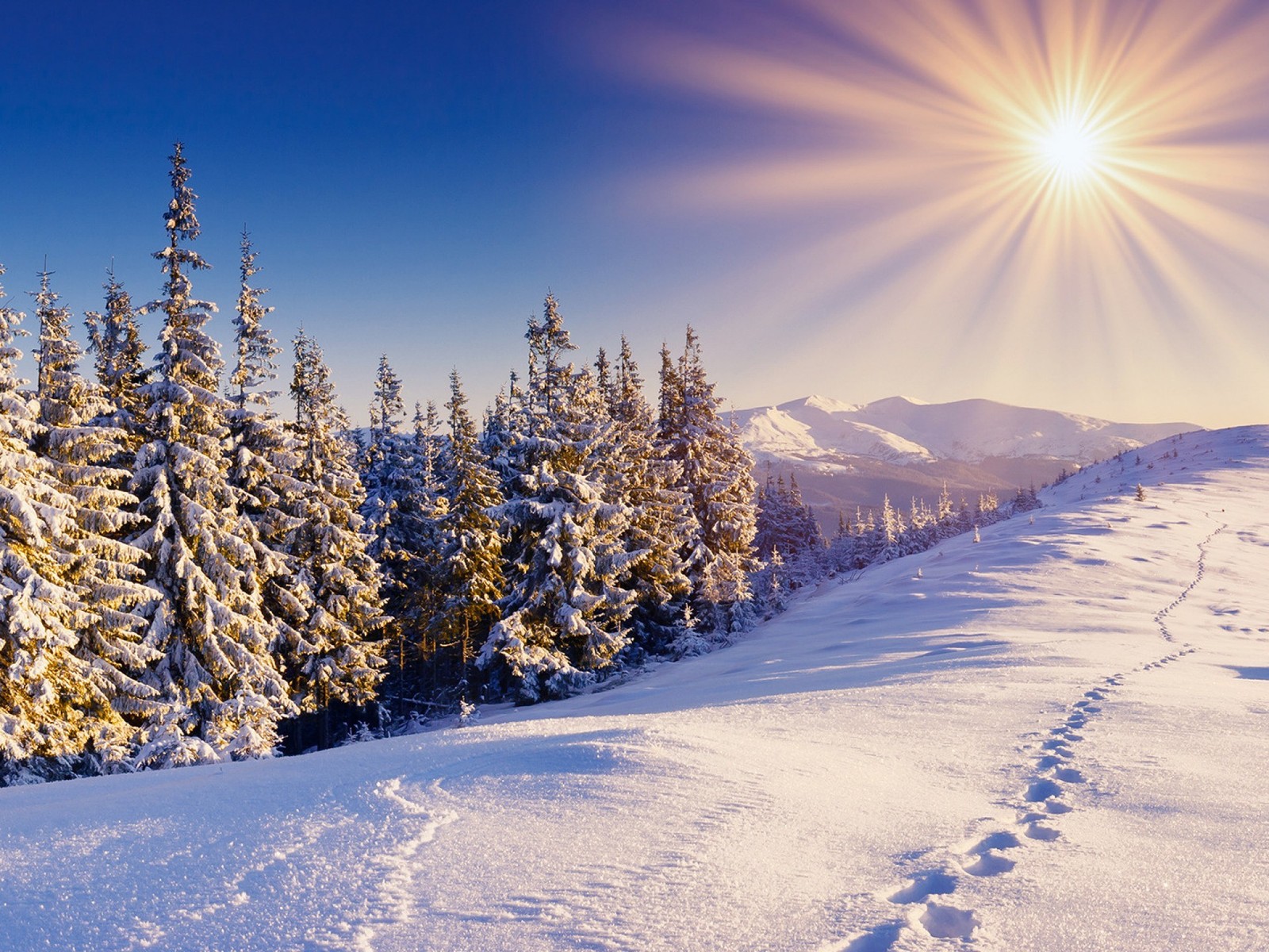 Vue d'une montagne enneigée avec des pins et un soleil éclatant (neige, hiver, arbre, gel, givre)