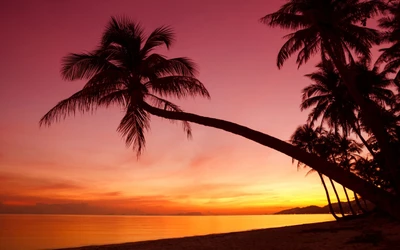 Tropischer Sonnenuntergang über einem ruhigen Strand mit sich neigenden Palmen