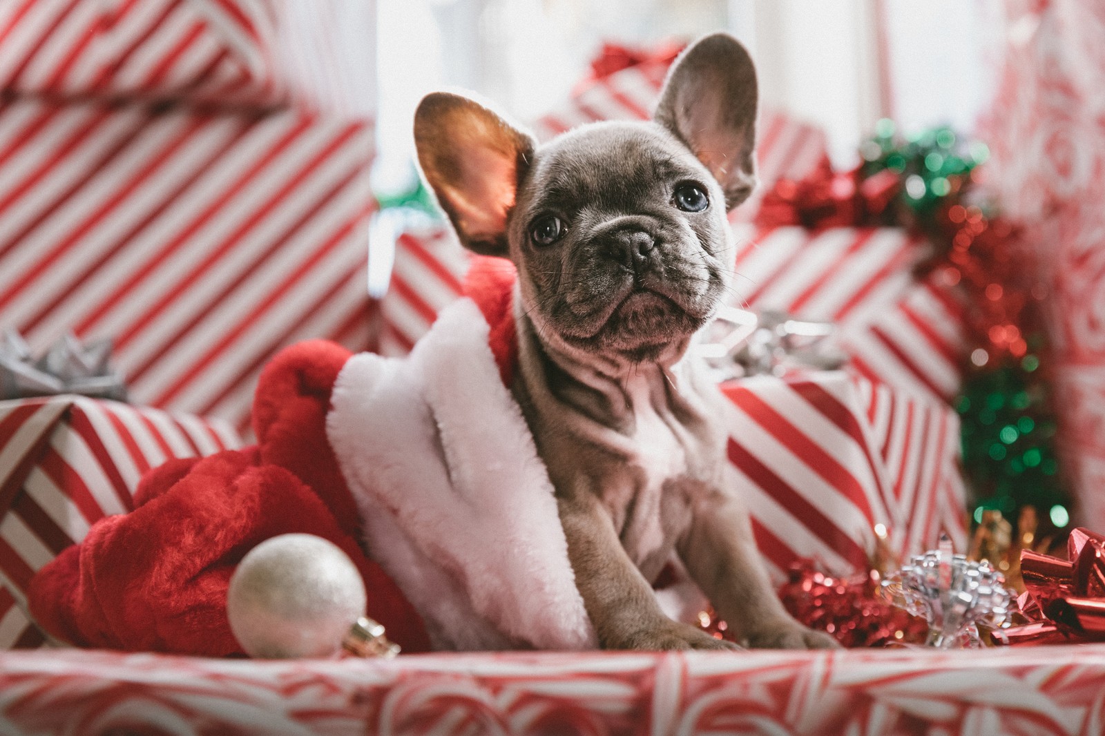 Un chien arabe portant un chapeau de noël assis sur un canapé (chien, noël, canidae, bouledogue français, race de chien)