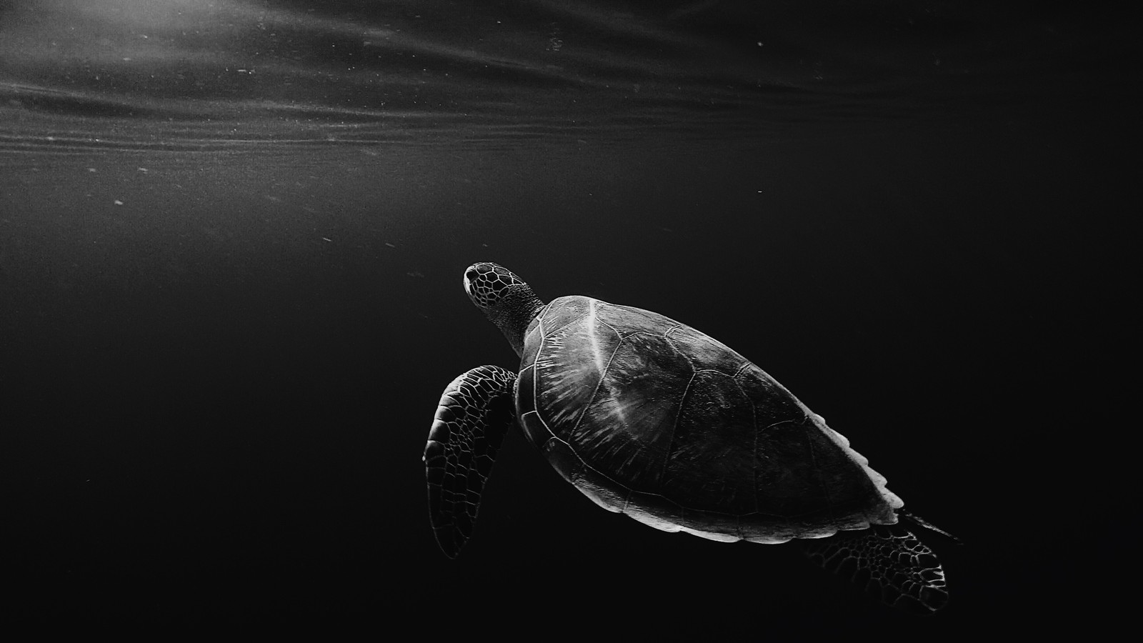 Tortuga arafed nadando en el océano con el sol brillando a través del agua (agua, blanco y negro, tortuga, reptil, tortuga marina)