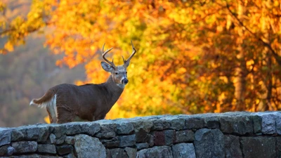 wildlife, deer, autumn, leaf, tree