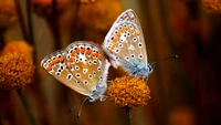 polillas y mariposas, mariposa, insecto, licénido, mariposa monarca