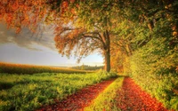 Sentier d'automne à travers des arbres luxuriants et des champs dorés