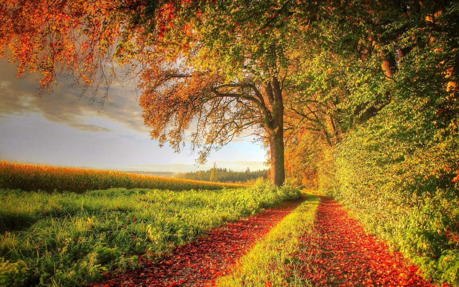 Un camino de tierra con un árbol y un campo de hierba (otoño, naturaleza, árbol, hoja, luz solar)