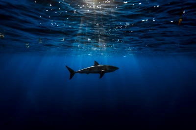 Grand requin blanc gracieux glissant à travers les eaux océaniques bleues baignées de soleil