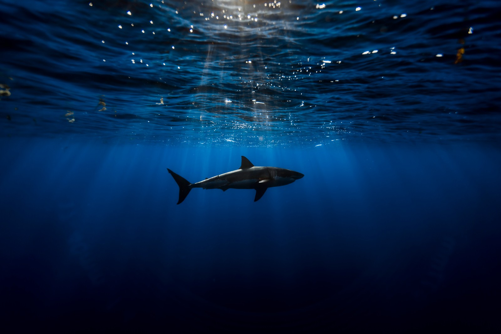 great white shark, underwater, blue ocean, sea life, sun light wallpaper