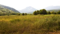 Prairie vibrante contre un fond de montagne dans une réserve naturelle.