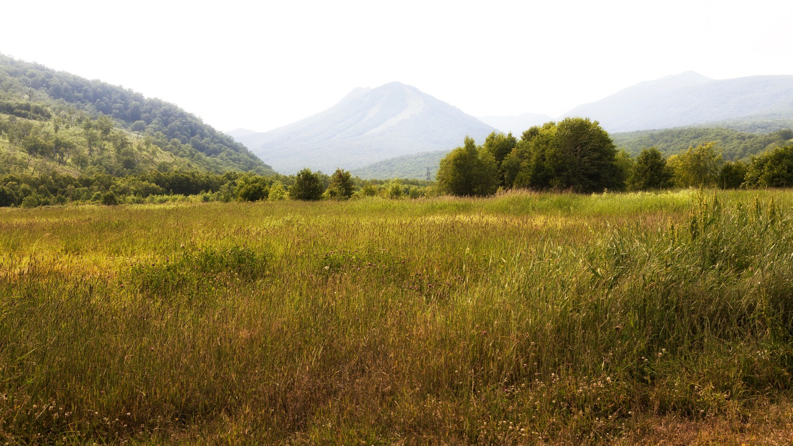 A view of a field with a mountain in the background (nature, grassland, vegetation, meadow, grass)