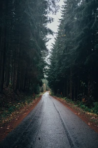 Route forestière sereine bordée de grands conifères