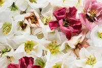 Fundo floral colorido de lisianthus com flores brancas e rosas