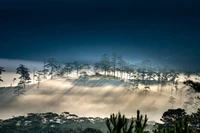 Misty Dusk Over a Foggy Forest Landscape