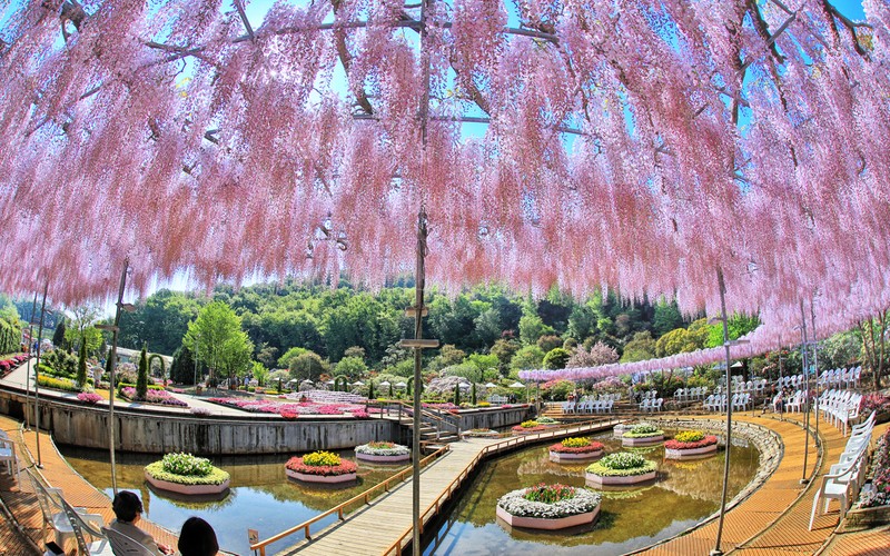 Арафед вид на парк с прудом и мостом (токио, tokyo, весна, дерево, растение)