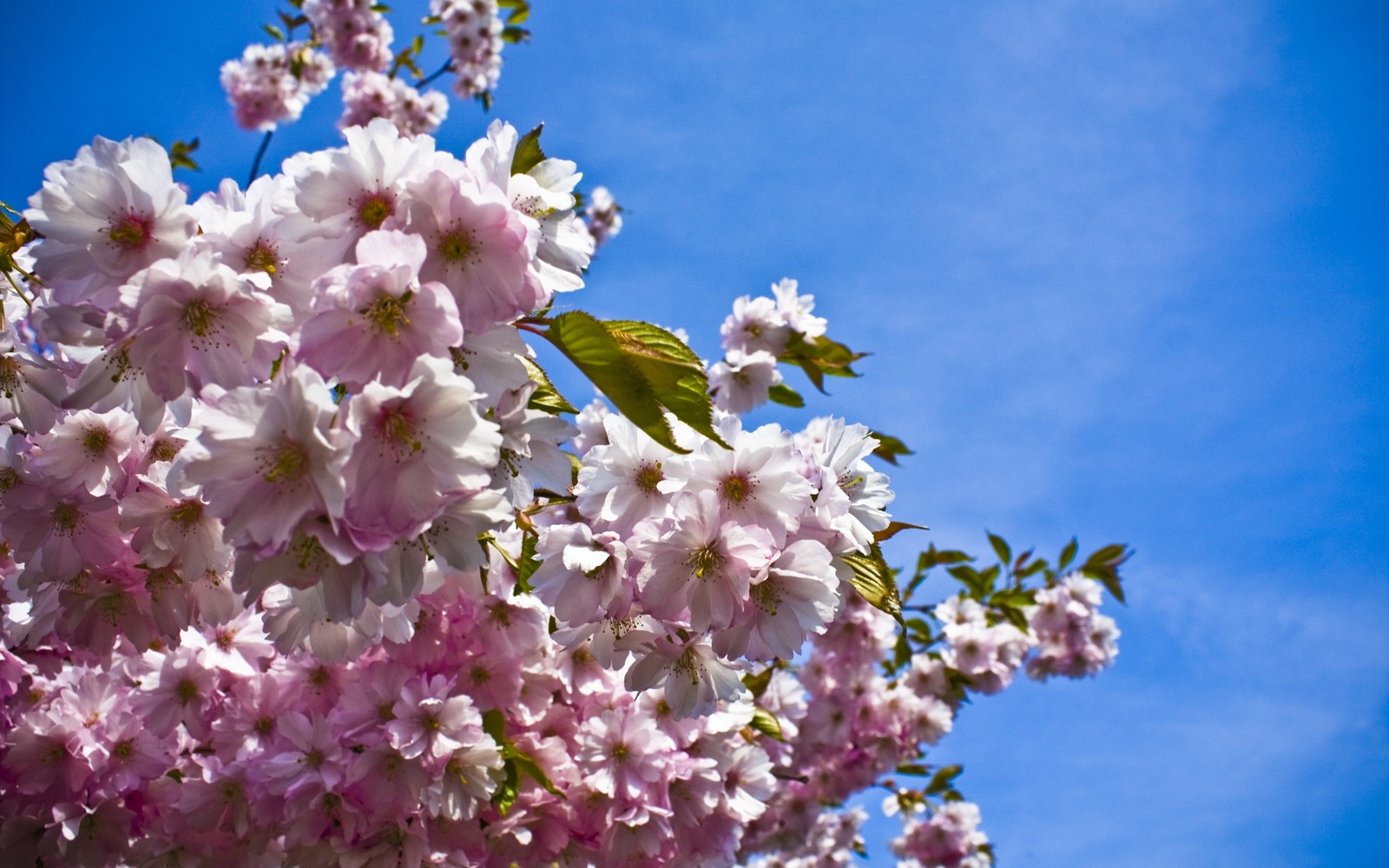 Um close de uma árvore com flores rosas e um céu azul (florescimento, flor de cerejeira, primavera, planta, rosa)