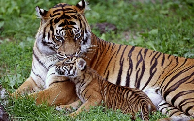 tiger, terrestrial animal, wildlife, bengal tiger, wilderness