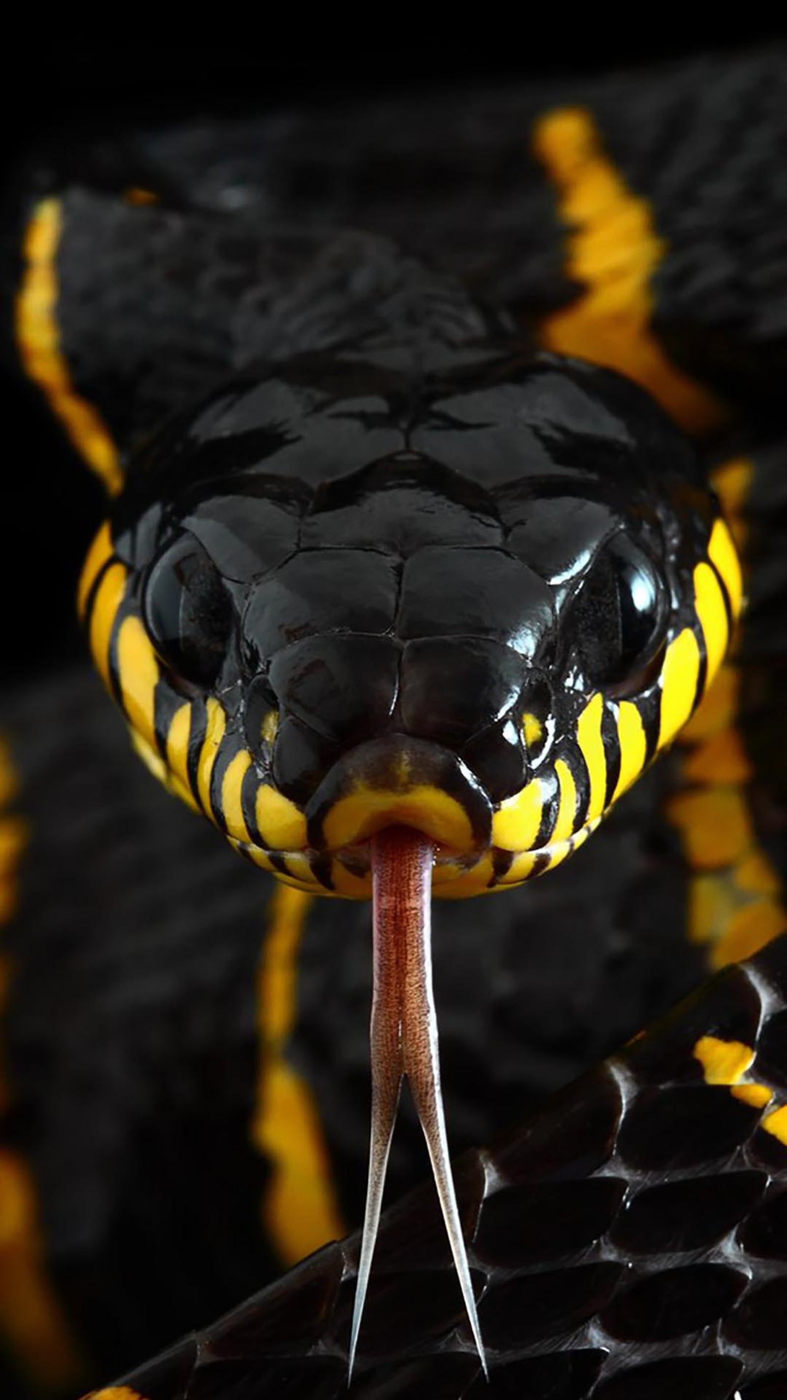 Un primer plano de una serpiente con una lengua larga saliendo de su boca (rettili, serpenti)