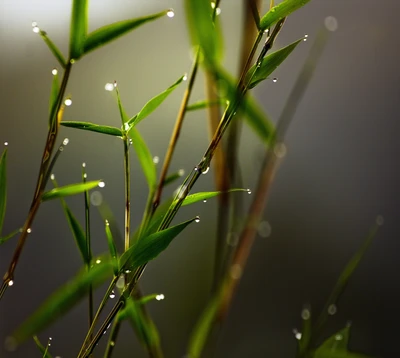 Gouttes de pluie sur des feuilles de bambou à Belgrade