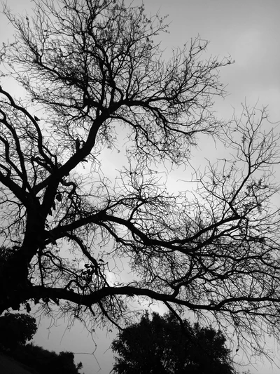 Élégance Silencieuse : Une Silhouette Noir et Blanc de la Nature au Coucher de Soleil