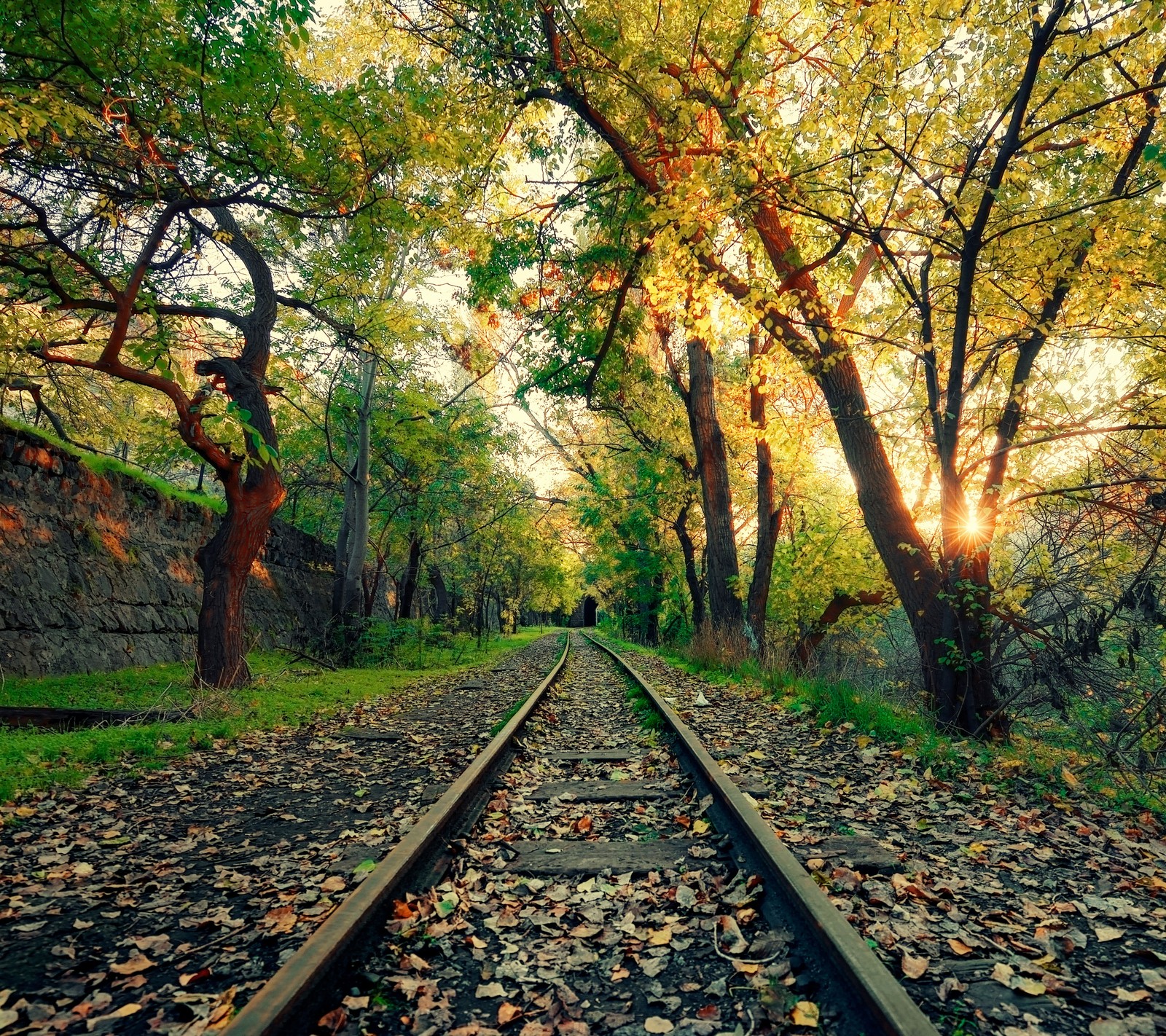 A close up of a train track with trees and leaves on the ground (autumn, leafage, railway, sun, trees)