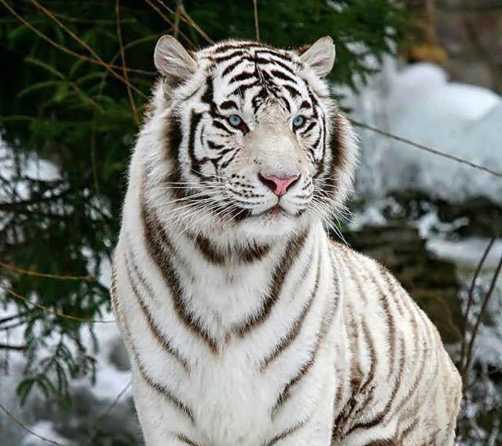 Baixar papel de parede animais, grandes felinos, tigres brancos