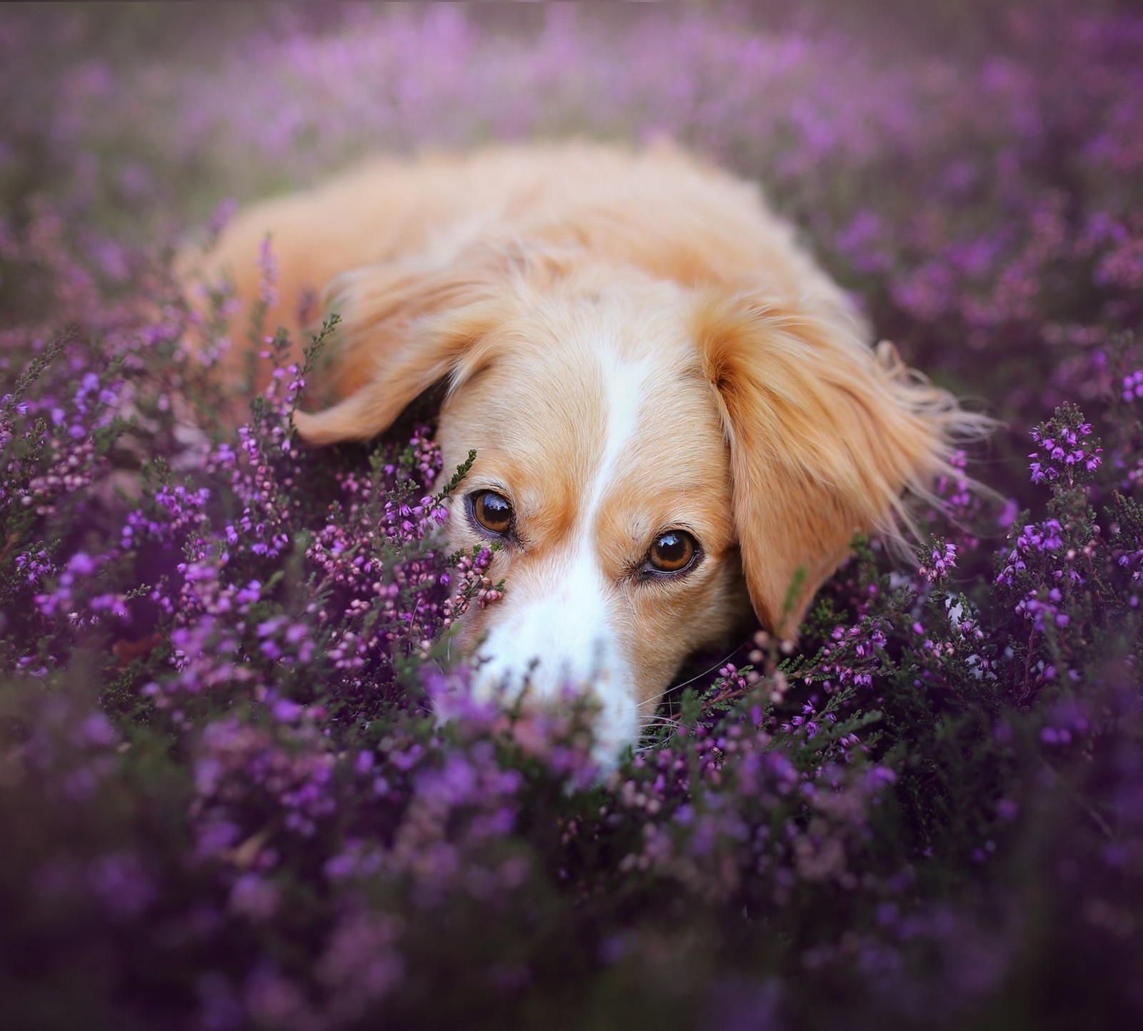 Hay un perro acostado entre las flores (animales, perro, lavanda)