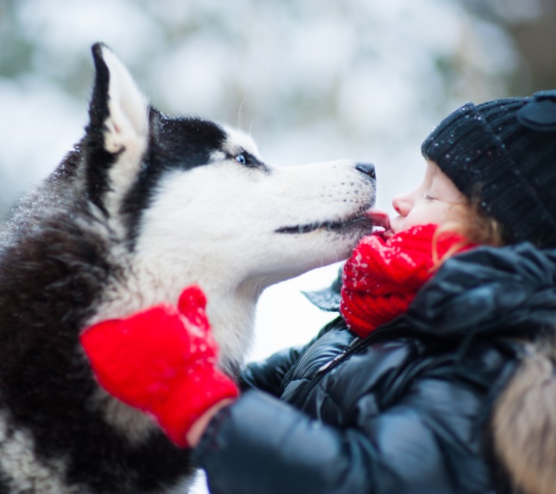 Uma girafa e uma mulher beijando um cachorro husky na neve (ettjt, tjhtj)