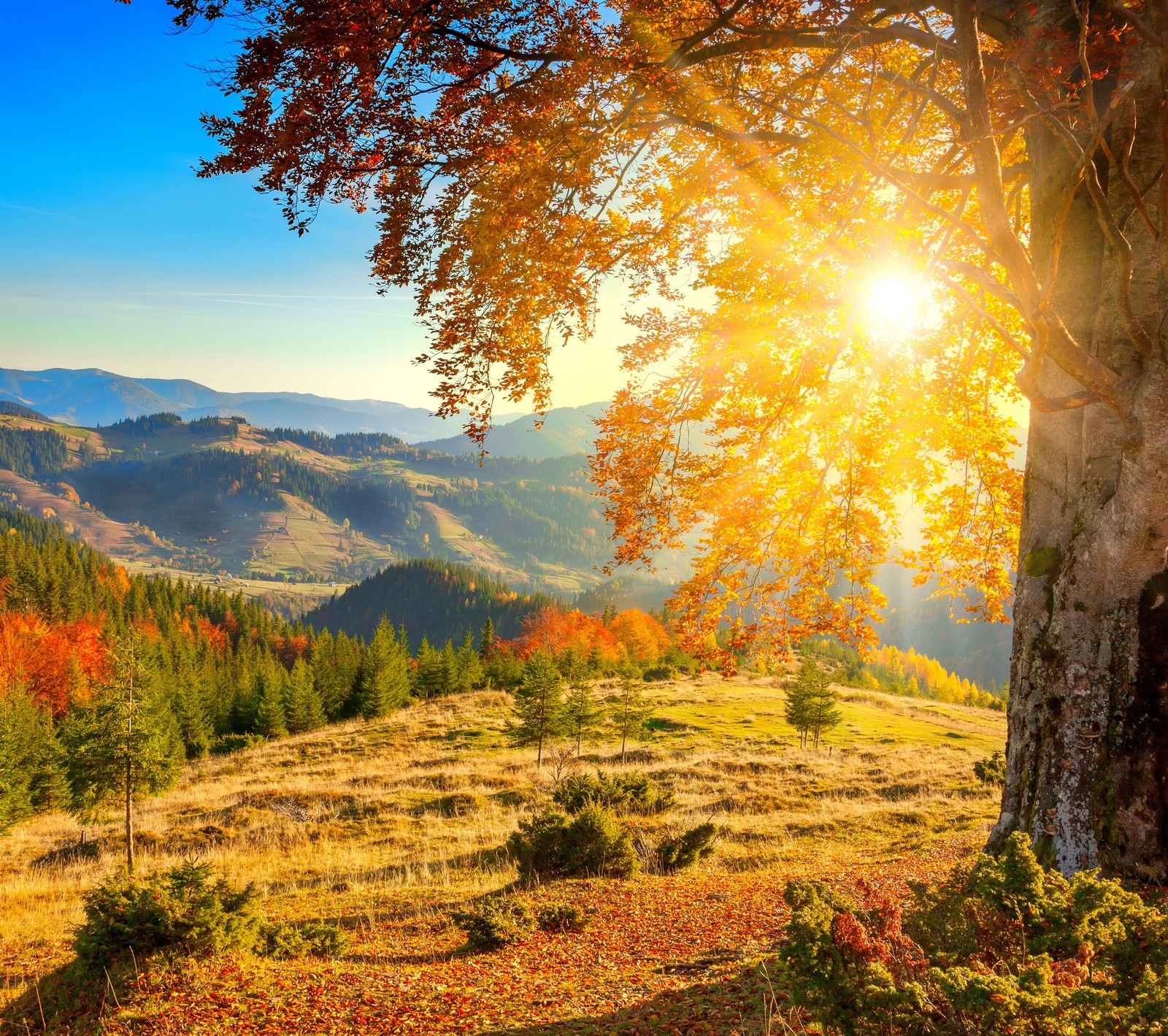 Un arbre au milieu d'un champ avec le soleil qui brille à travers (rayons de soleil, arbre)