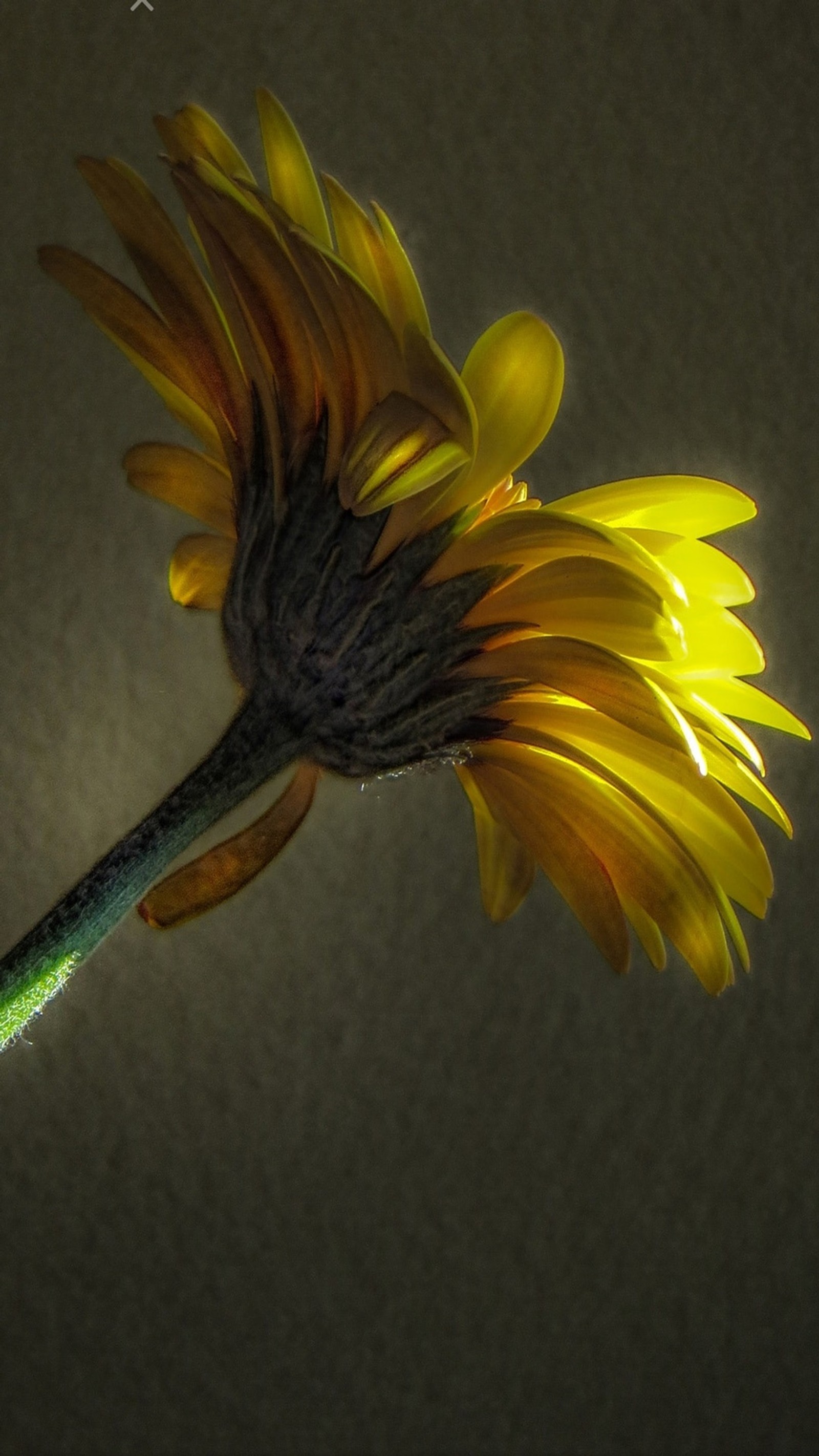 There is a yellow flower that is on a stem in the dark (flower, yellow)