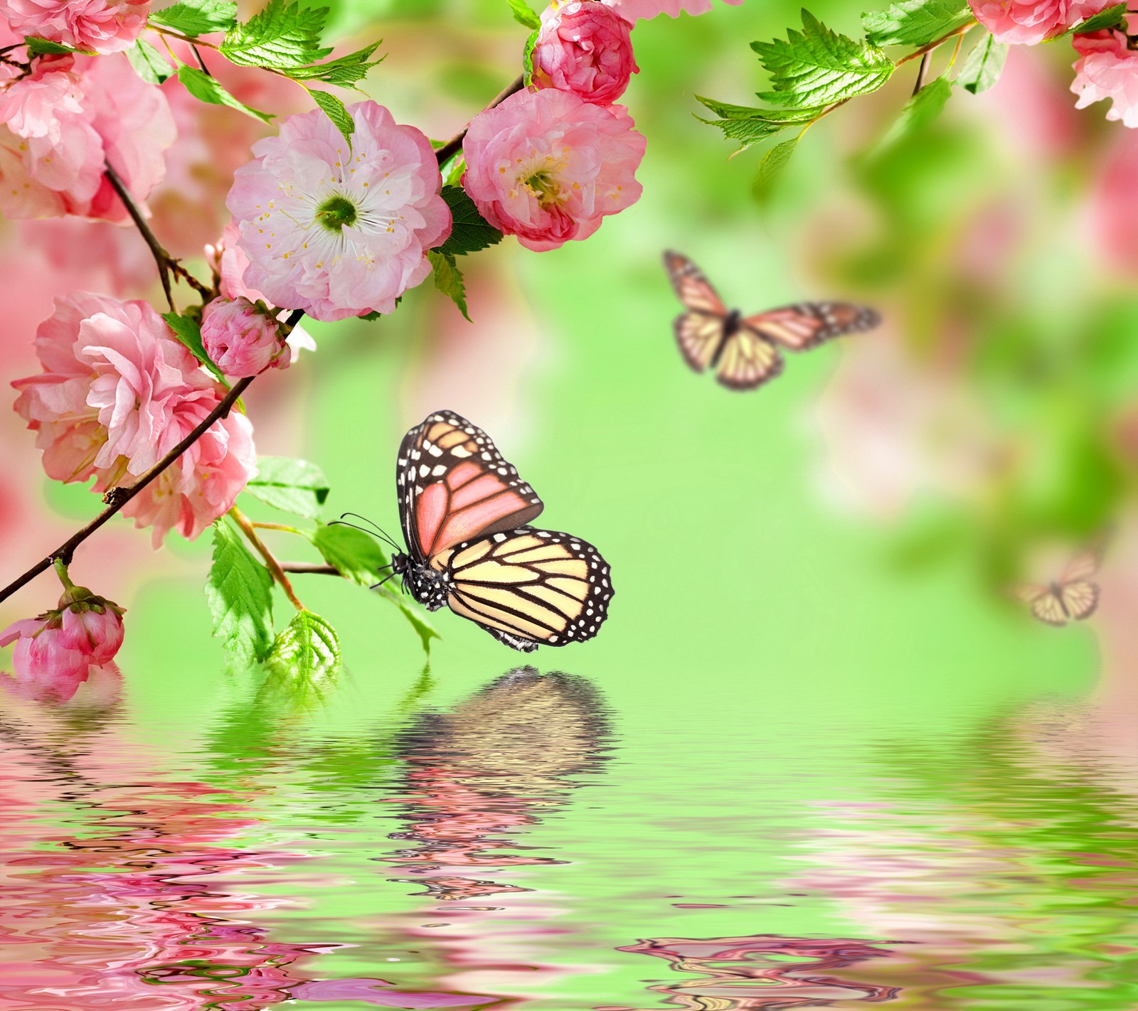 Butterflies flying over a body of water with pink flowers (bloom, blossom, butterflies, flowers, pink)