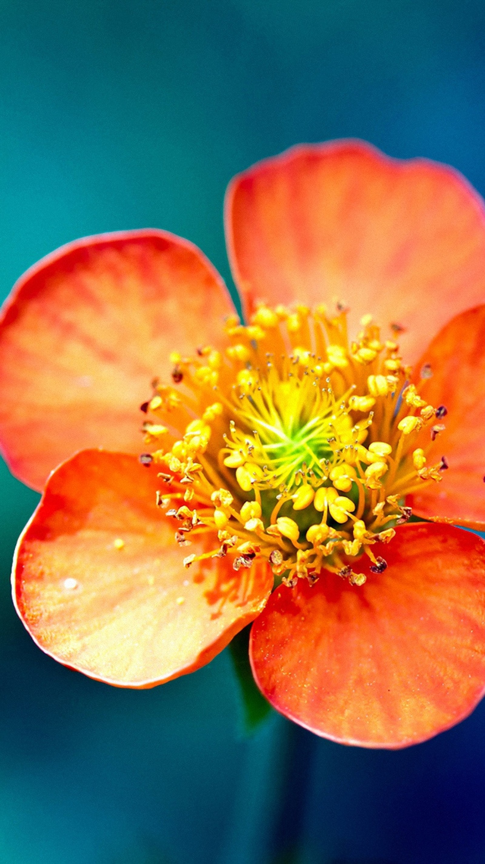 There is a close up of a flower with a green background (blue, flower, iphone 6, iphone 7, iphone 8)