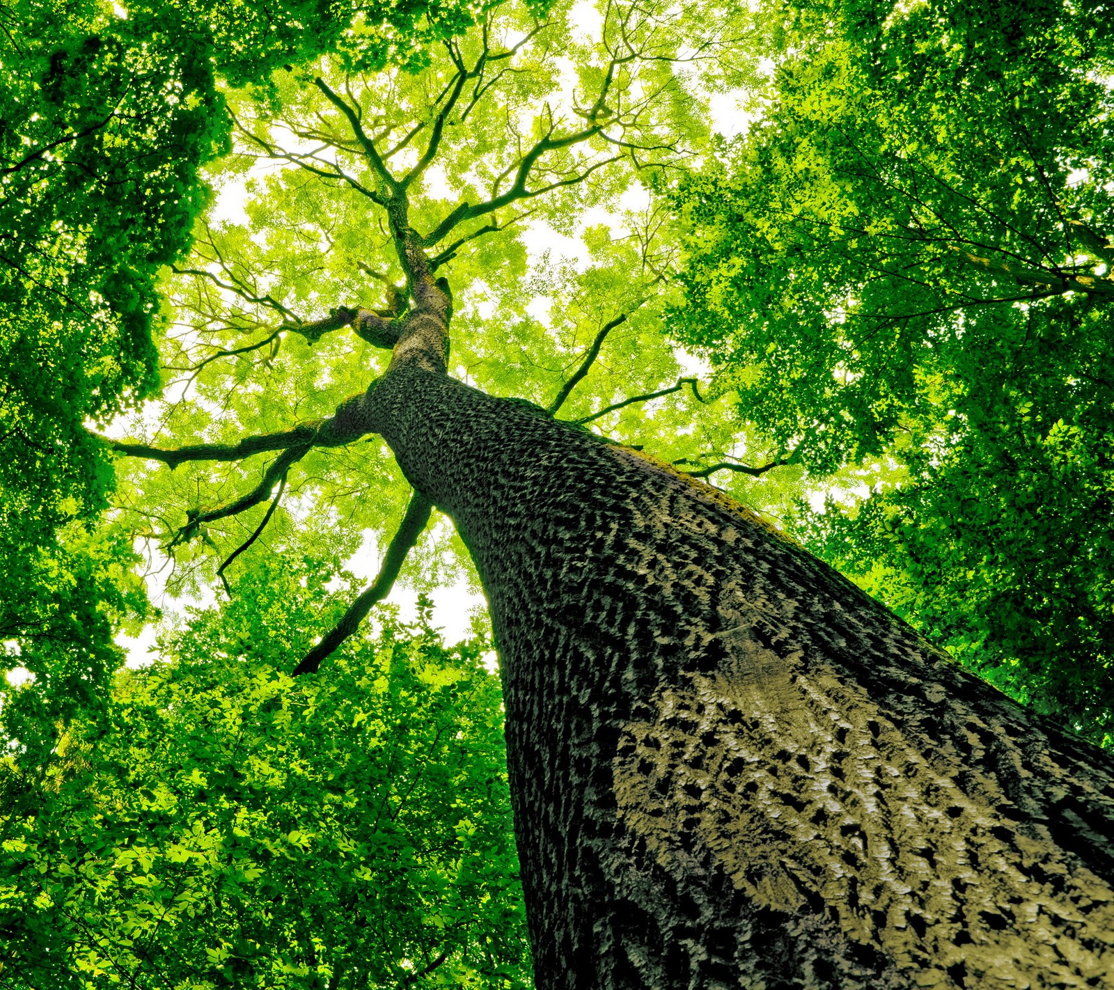 Lade wald, baum Hintergrund herunter