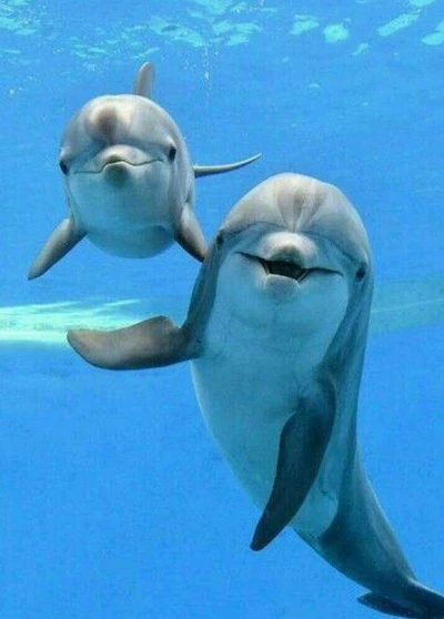 Delfines juguetones nadando en agua azul clara