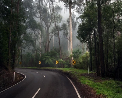 génial, conduire, forêt, autoroute, naturel