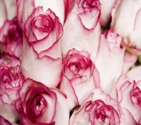 Elegant Pink Roses in Bloom