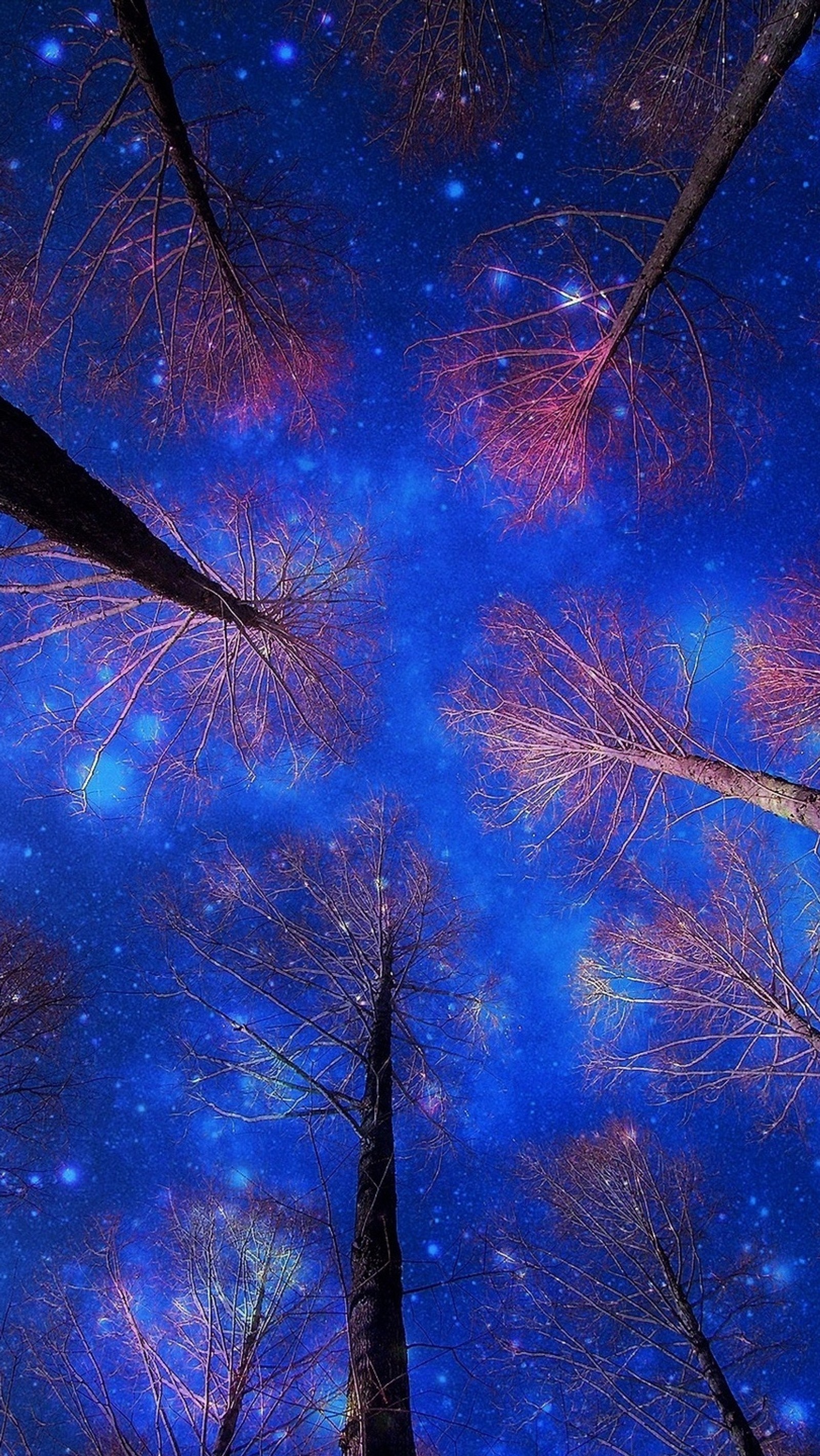 Les arbres dans les bois sont illuminés par un ciel étoilé (bleu, ciel, étoiles, arbres)