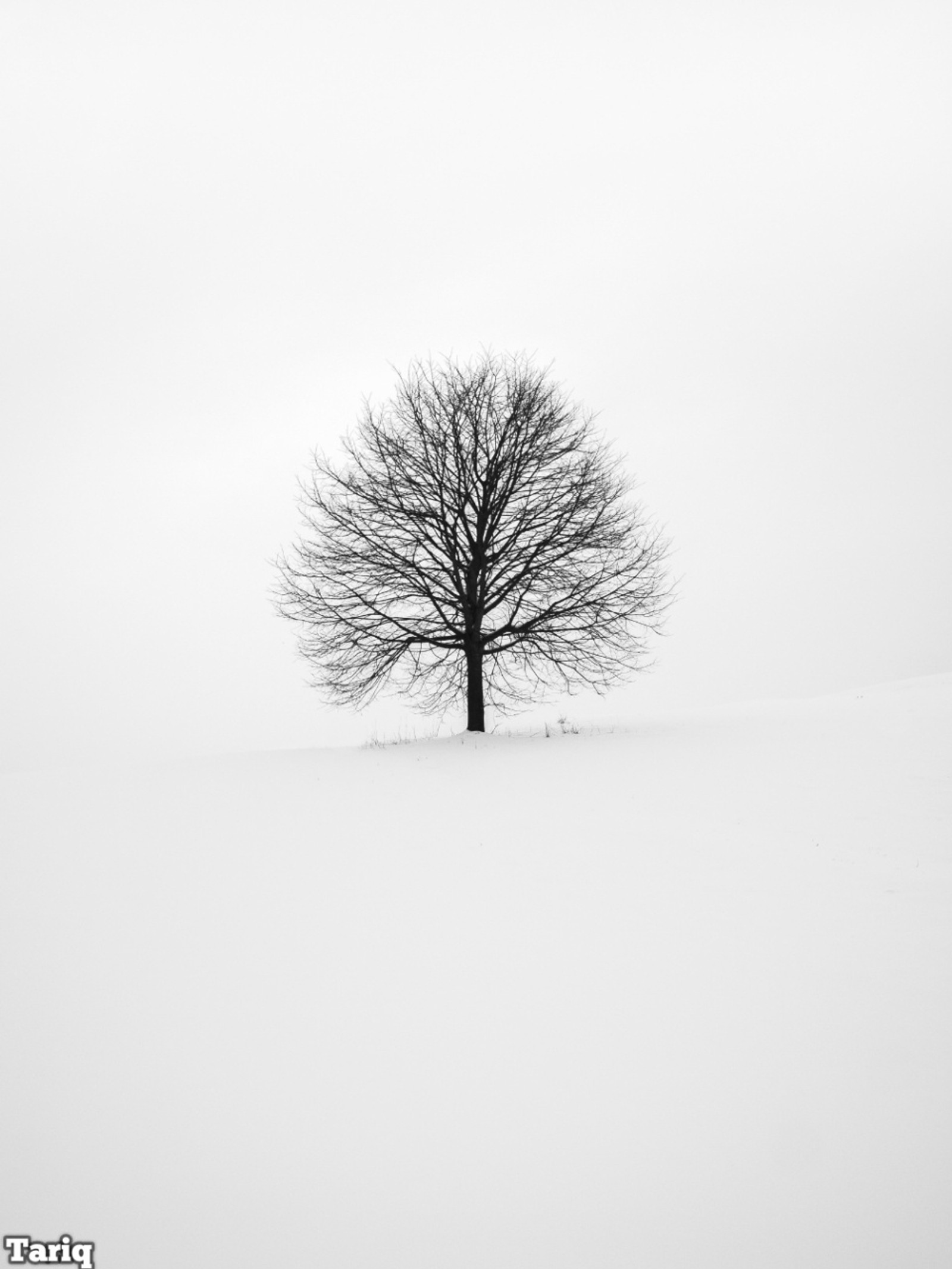 Arafed tree in a snow covered field with a sky background (black, black and white, painting, tariq, tree)