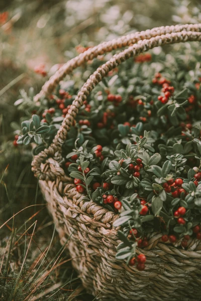 Korb mit lebhaften Ebereschenbeeren