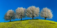 Blühende Bäume auf einem üppigen grünen Hügel unter einem klaren blauen Himmel