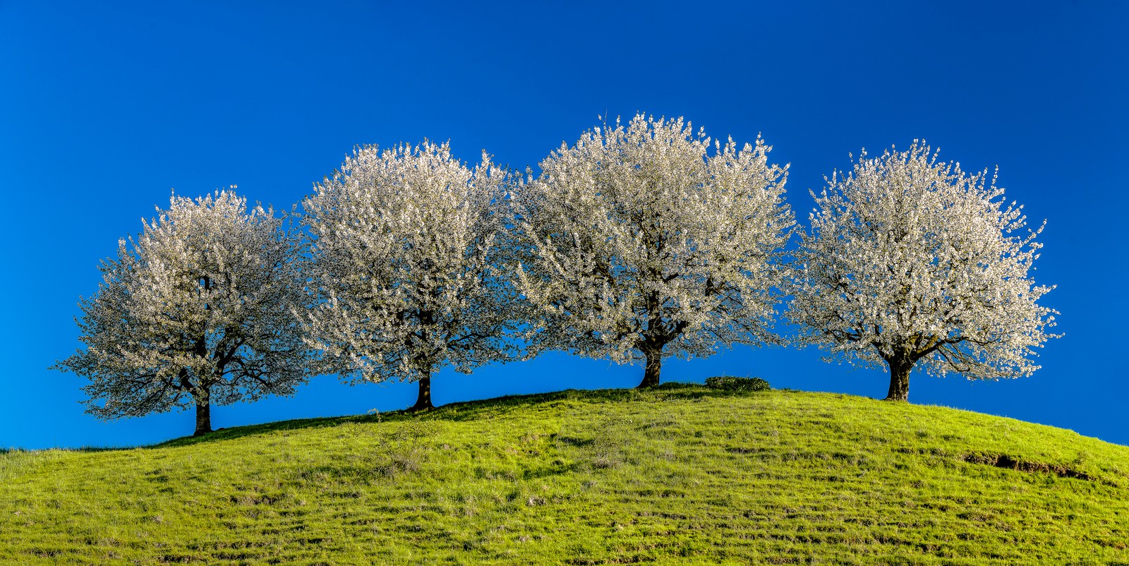 tree, nature, grassland, woody plant, landscape wallpaper