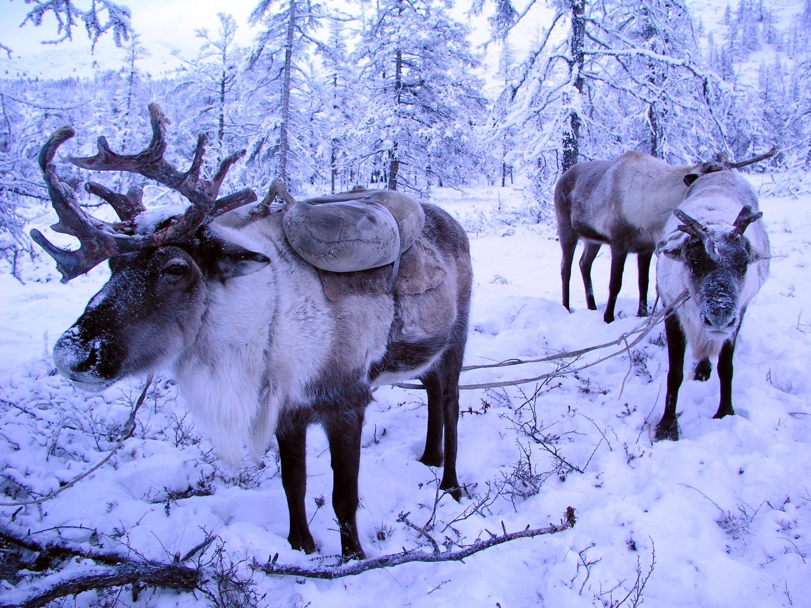 Reindeers with saddles standing in the snow in a forest (wildlife, reindeer, deer, antler, elk)