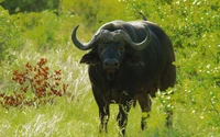 Búfalo africano pastando en una exuberante pradera rodeada de un vibrante verdor.