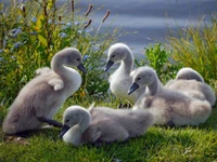 Fluffy cygnets resting by the water's edge, surrounded by green grass and wildflowers.