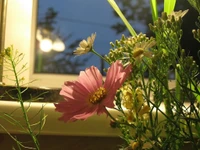 Reflexão noturna das flores silvestres da primavera em flor