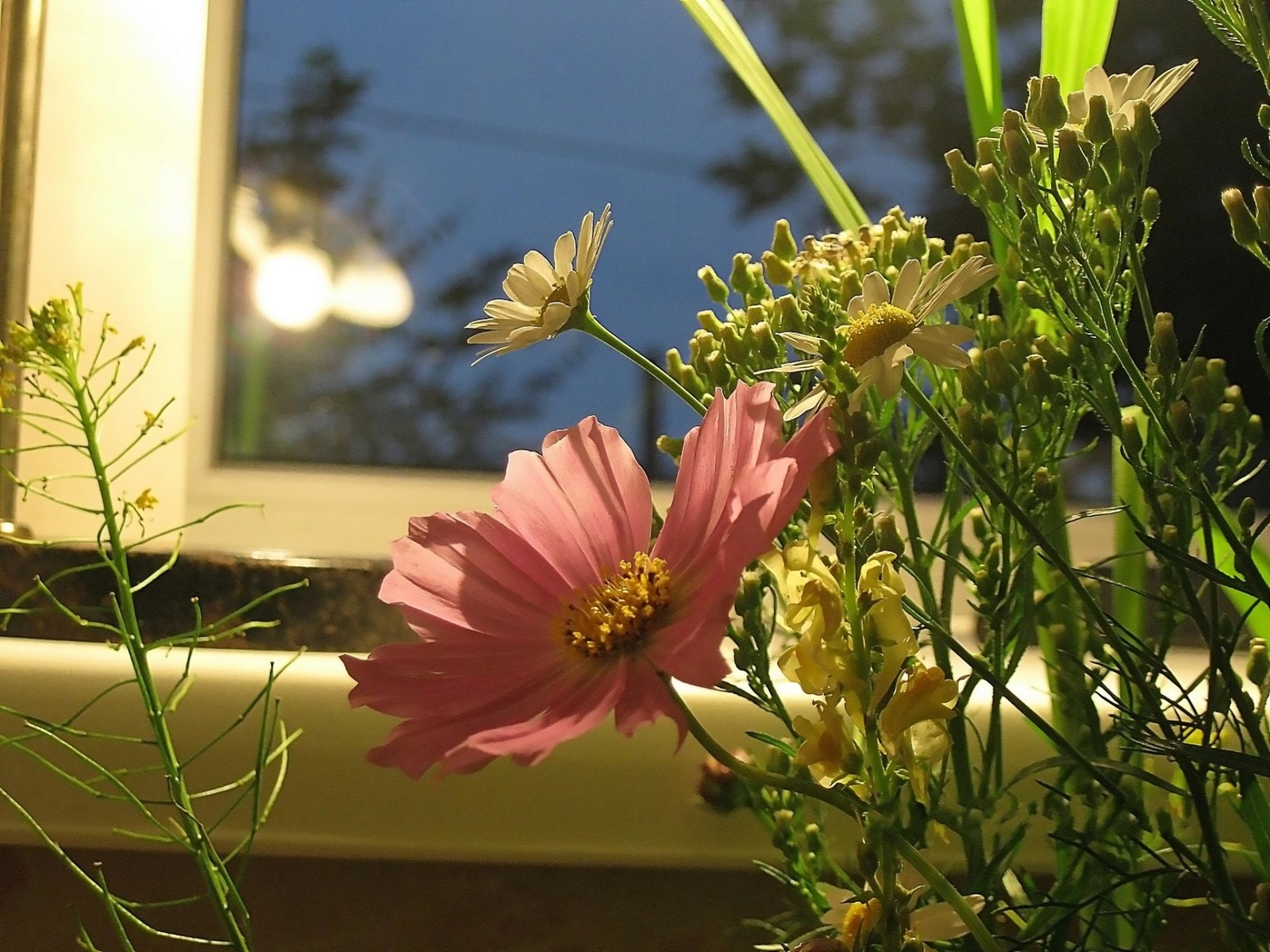 There is a pink flower in a vase sitting in front of a window (flowering plant, wildflower, plant, petal, spring)