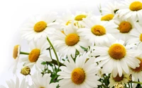 A vibrant bouquet of common daisies featuring white petals and bright yellow centers, symbolizing purity and simplicity.