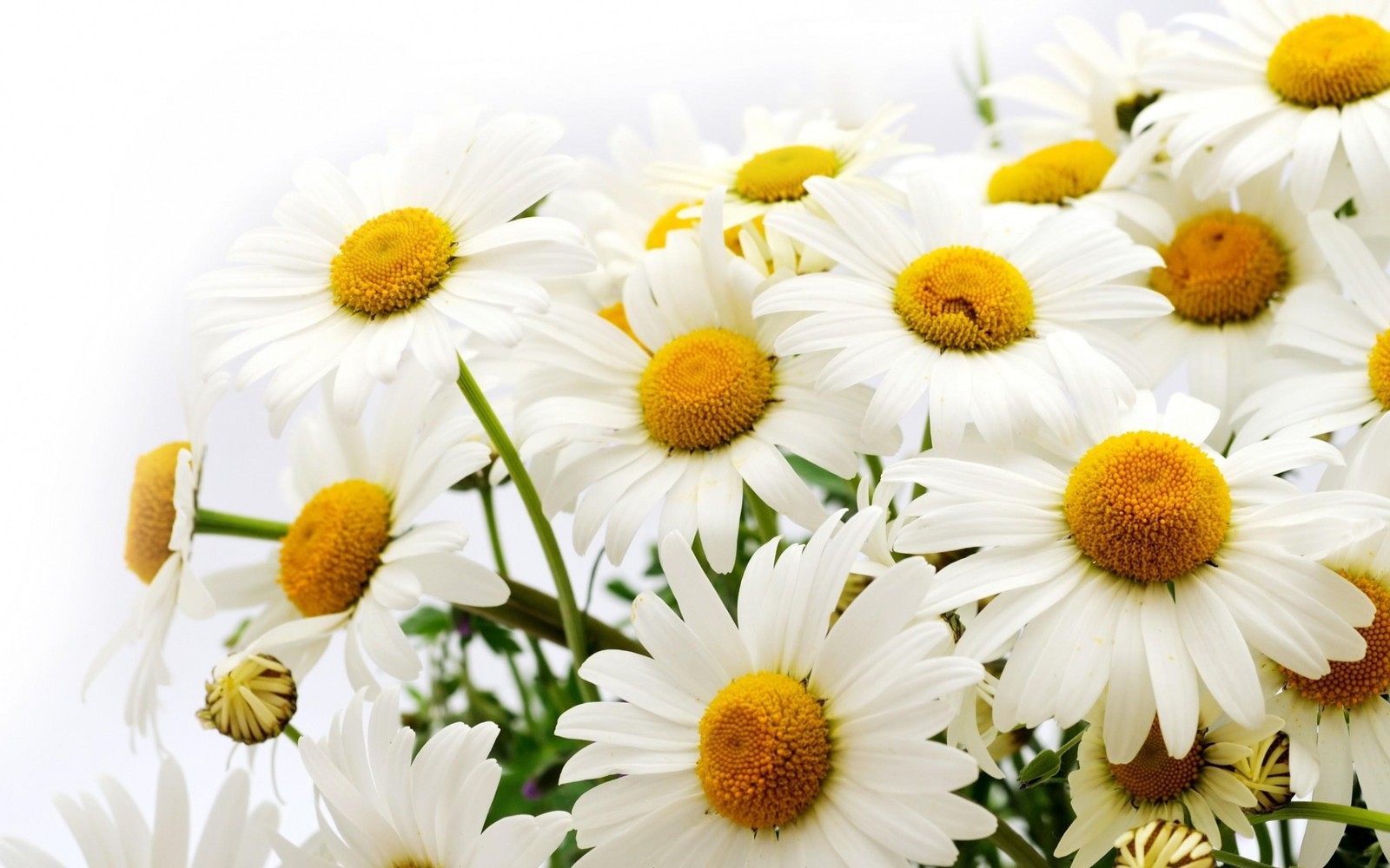 Il y a beaucoup de fleurs blanches avec des centres jaunes dans un vase (marguerite commune, marguerite, plante à fleurs, chamaemelum nobile, pétale)