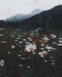 Marguerite commune dans la nature sauvage de montagne au printemps