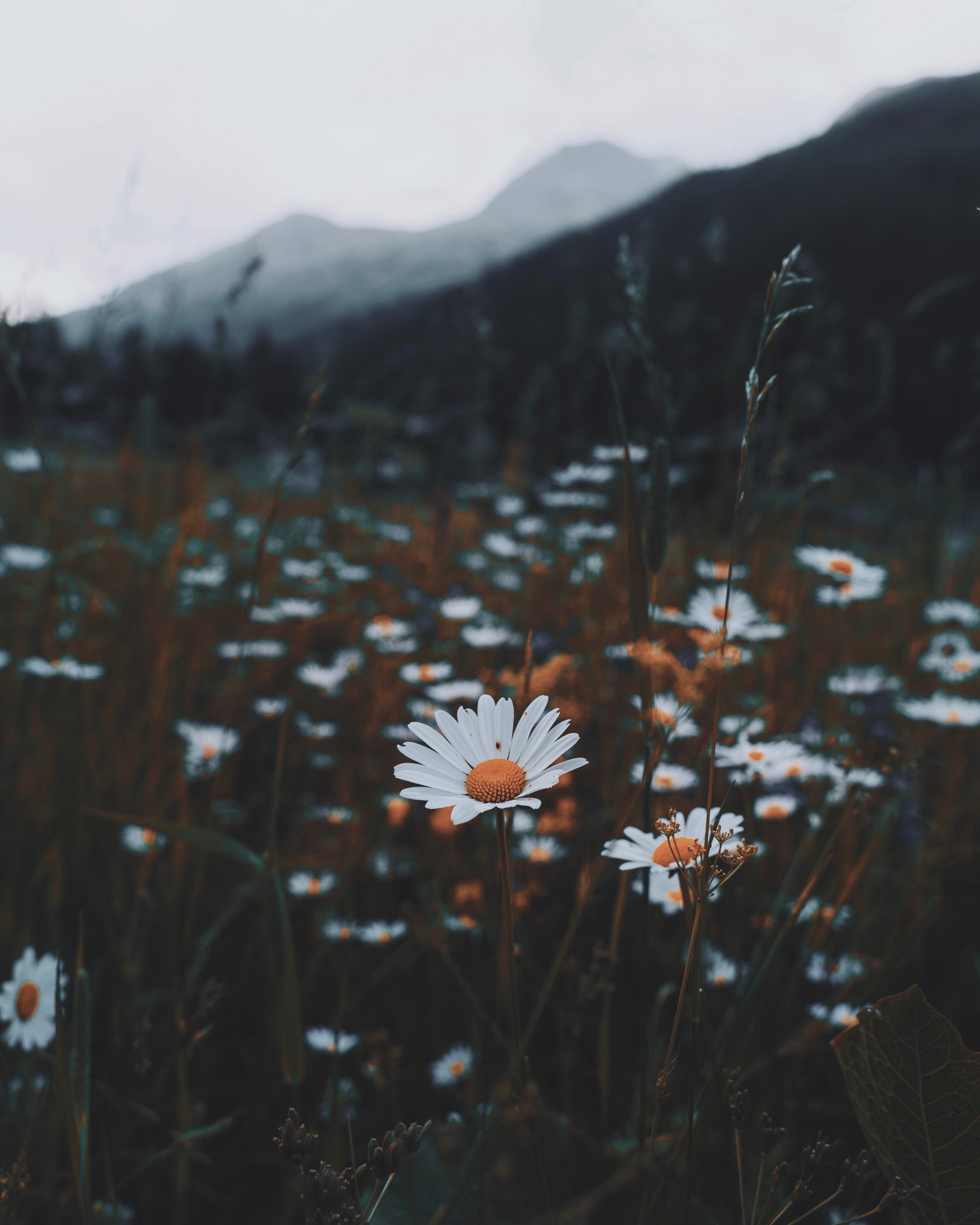 Il y a beaucoup de fleurs blanches dans un champ avec des montagnes en arrière-plan (marguerite commune, blanc, végétation, plante, vert)