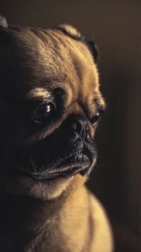 Filhote de Pug fulvo com olhos encantadores em luz suave