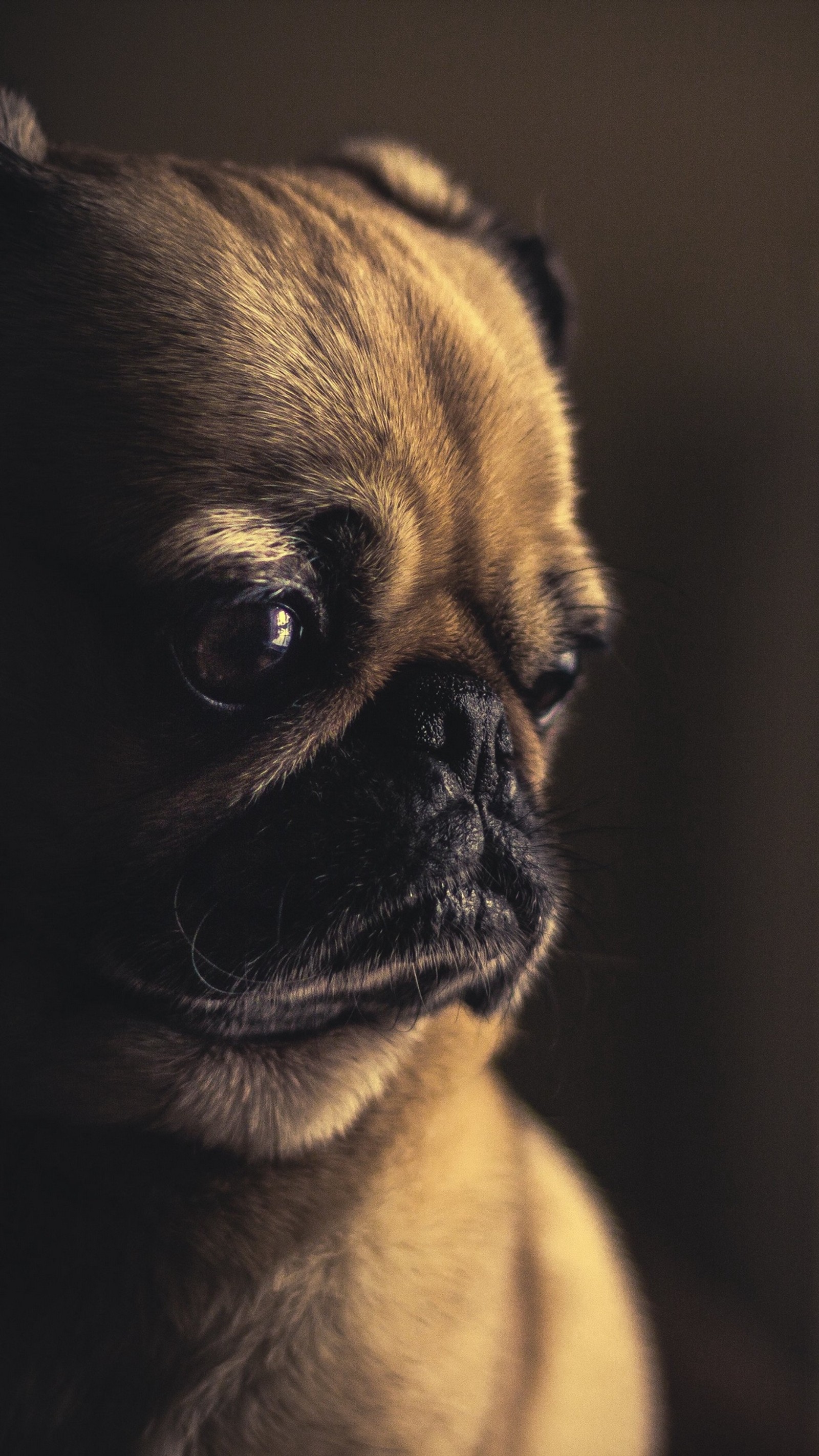 pug, puppy, german shepherd, cuteness, puppy face wallpaper